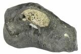 Fossil Whale Ear Bone - Miocene #177812-1